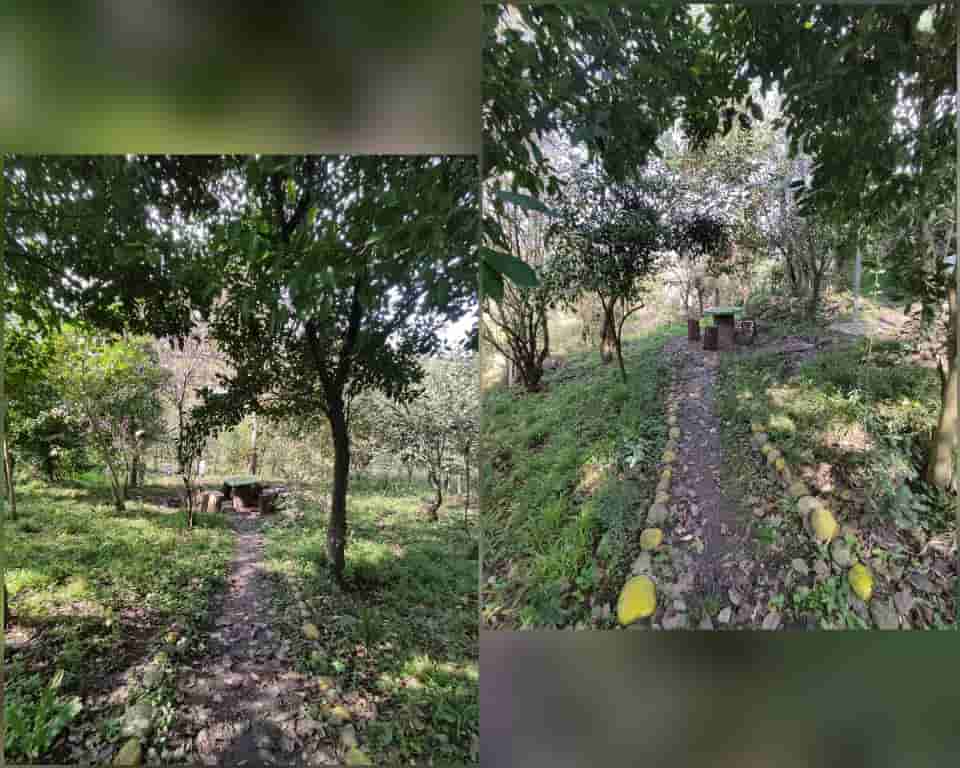 عکس اجاره کلبه جنگلی در جاجن مرزیکلا